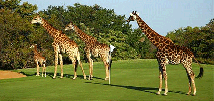 Kenya Golf Safari 7 Days/ 6 Nights Tour Package