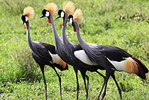 Uganda Flying Safari Holidays 