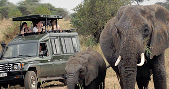 African Safaris, Amboseli , Samburu, Tsavo, nakuru, Masai Mara