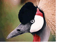 Crowned Crane - found in East African Parks 