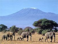 Kilimanjaro from Amboseli National Park
