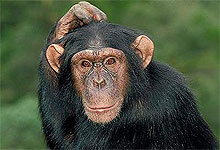 Chimpanzee