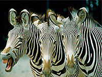 Grevy Zebras in Samburu Game Reserve