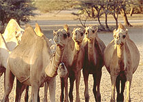 Camels in Kalacha Oasis - Chalbi Desert - Kenya