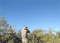 Kalacha Camp Sandgrouse Shooting - Kenya