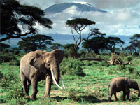 Mt. Kilimanjaro - Kili ( as Locals call it) from Amboseli National Park   