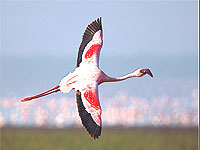 Lake Nakuru Flamingoes, Kenya