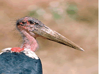 Marabou Stork found in Nairobi, Kenya