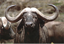 Buffalo at Selous