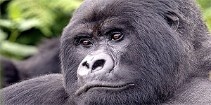 Uganda Gorilla