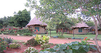 Acacia Camp