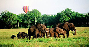Balloon Safaris