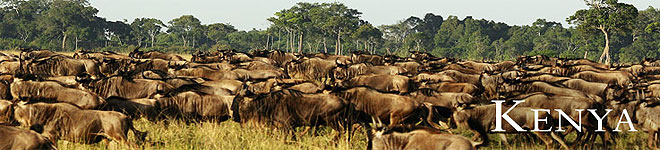 Wildebeest Migration in Masai Mara Kenya