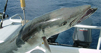 Mombasa Deep Sea Fishing