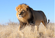 Black maned Lion of Ngorongoro Crater