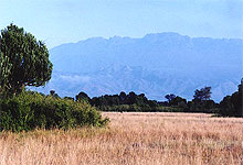 Blue Rwenzori Mountains from Queen Elizabeth National Park 