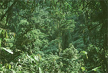 Forest in Bwindi Inpenetrable National Park, Uganda
