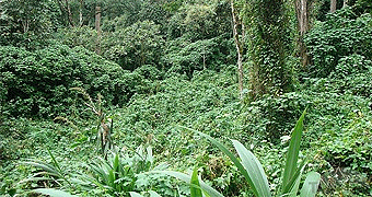 Bwindi Forest National Park