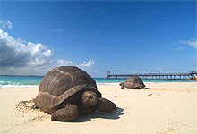 Tortoise at Changuu Island