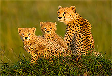 Cheetah Family in Masai Mara Game Reserve, Kenya