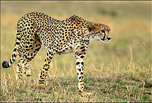 Cheetah Stalking for prey in Kipedo Valley National Park