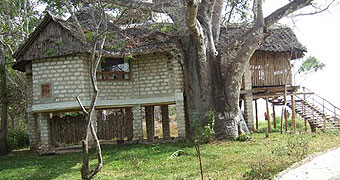 Cove Retreat Tree Houses