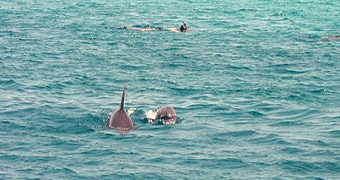 Dolphin and Snorkeling Full Day