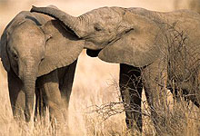 Elephant Babies in Samburu National Reserve, kenya