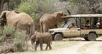 Masai Mara Elephant Pepper Camp
