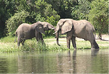 Elephants in Murchison Falls in Uganda