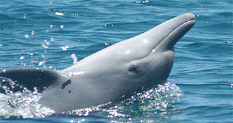 Mombasa Dhow Trip Safari