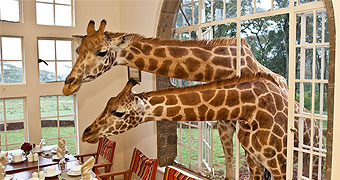 African Safari, Giraffe Manor, Giraffe centre