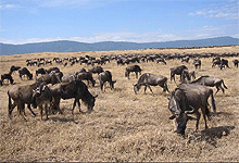 Ngorongoro Crater Plains