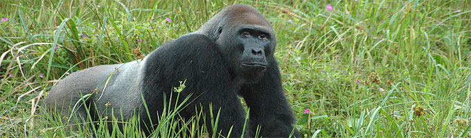 Gorilla Tracking Safaris