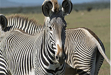 Grevy Zebra's in Lewa Downs Conservancy, Kenya