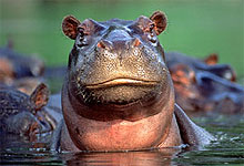 Hippos at Murchison Falls in Uganda
