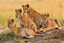Lions in Masai Mara Game Reserve Kenya
