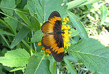 Kibale National Park butterfly Uganda