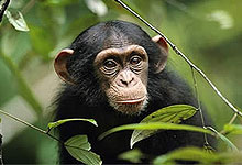 Kibale Forest Game Reserve, Uganda