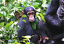 Kibale Equatorial Rainforest in Uganda 