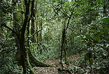 Ancient forests of Kibale National Park in Uganda