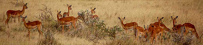 Kigio Wildlife Conservancy, Kenya 