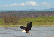 lake baringo island camp fish eagle