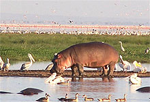 Lake Manyara National Park Hippo, Tanzania