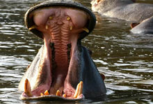 Hippo Yawn