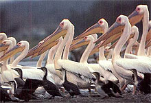 Lake Manyara