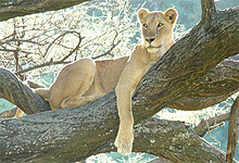 Lake Manyara Tree Climbing Lion, Tanzania