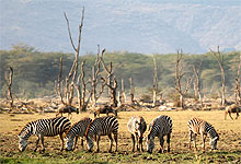 Lake Manyara National Park Wildlife