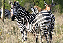 Zebra in Lake Mburo National Park, Uganda