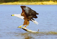 Fish Eagle with a catch in Lake Naivasha, Kenya